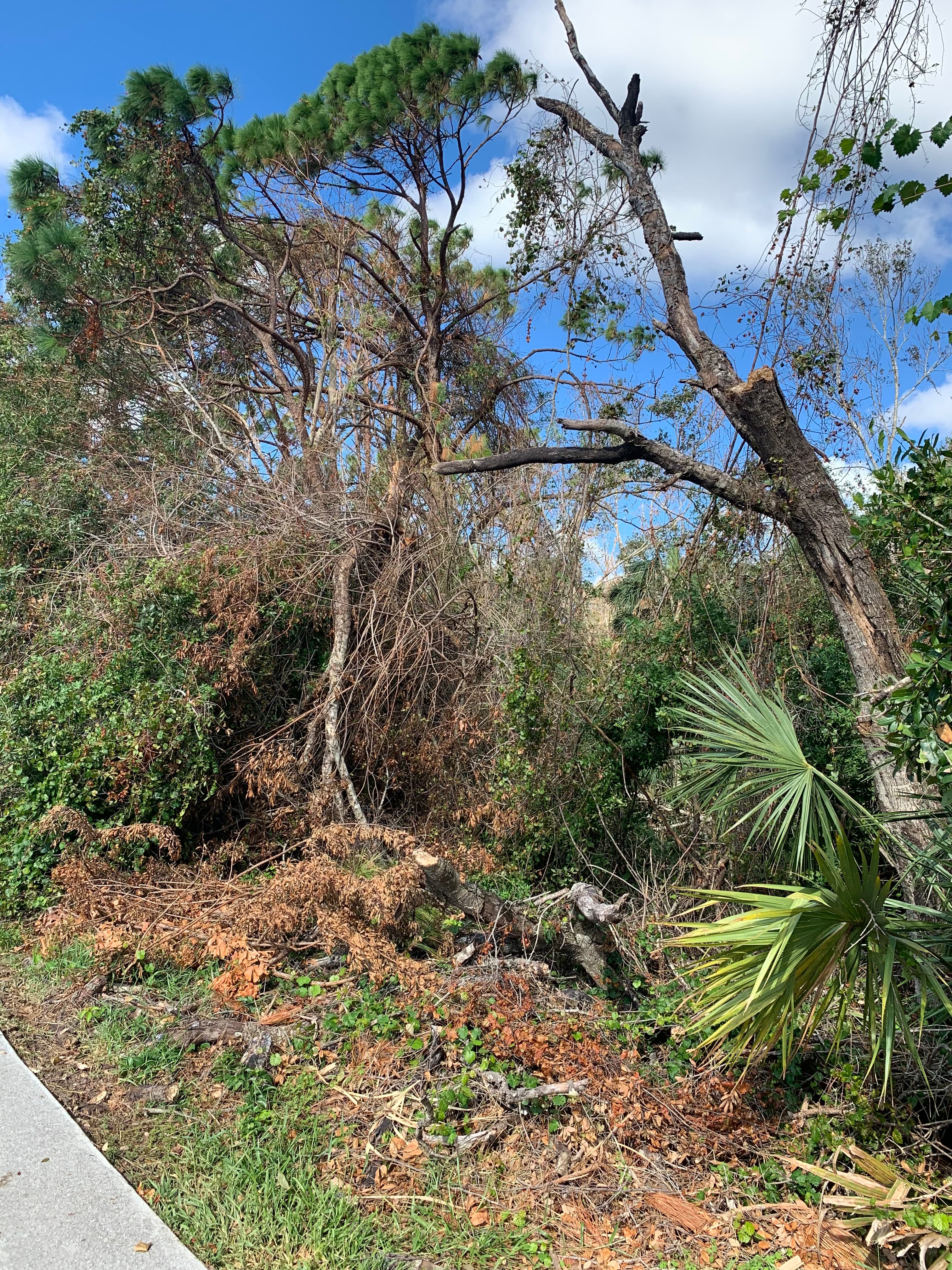 Removing storm debris