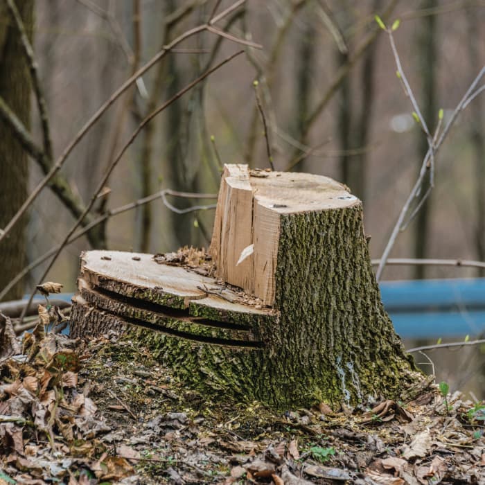 stump.jpg