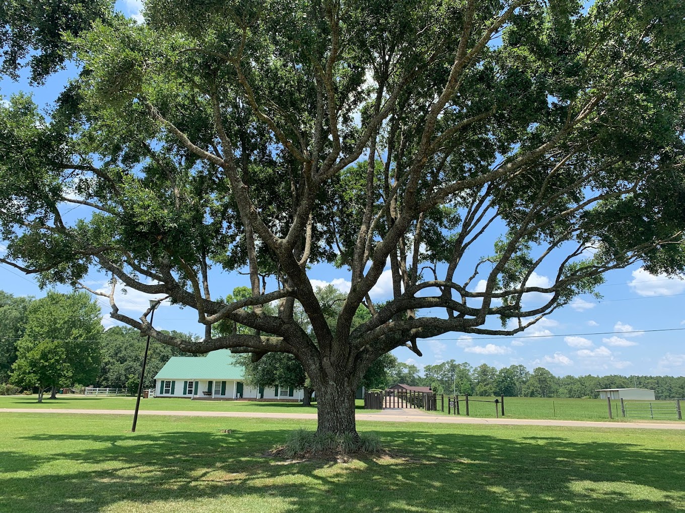 Tree Pruning Services Gulf of Mexico