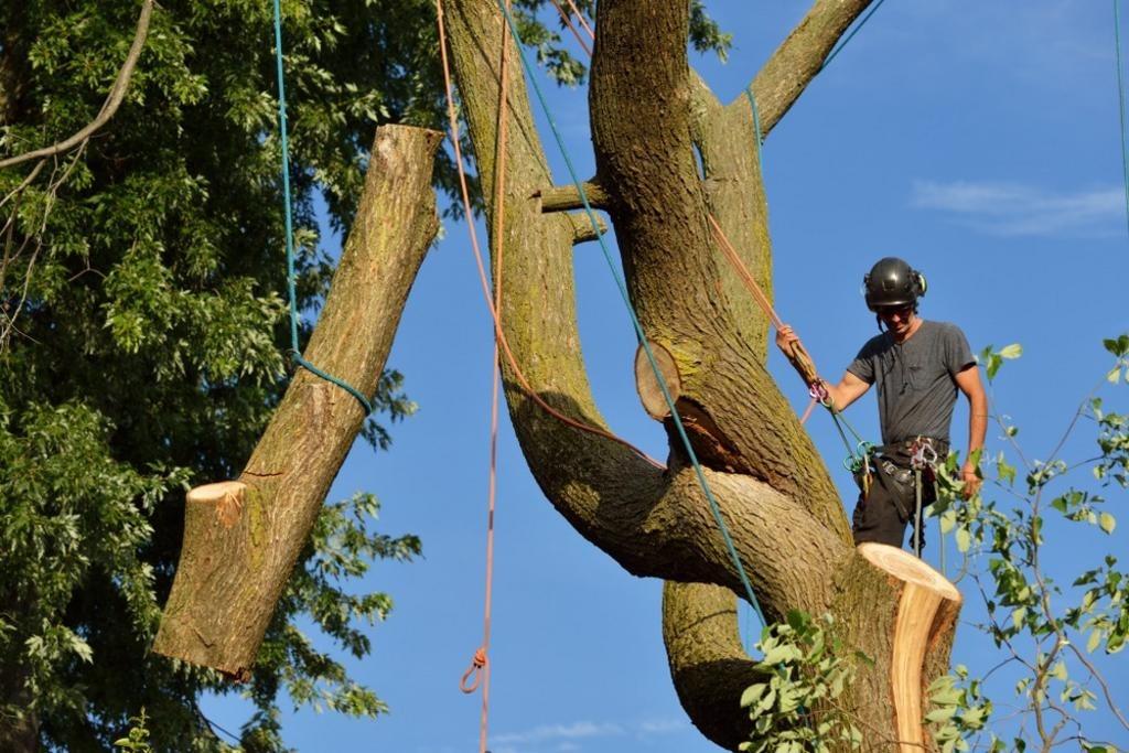 Tree removal near Biloxi, MS